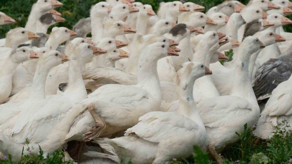 Yerli Anadolu Kazı İçin Başlatılan Islah Projesi.. Tarımda Yeni Dönemin Kapısını Açtı!