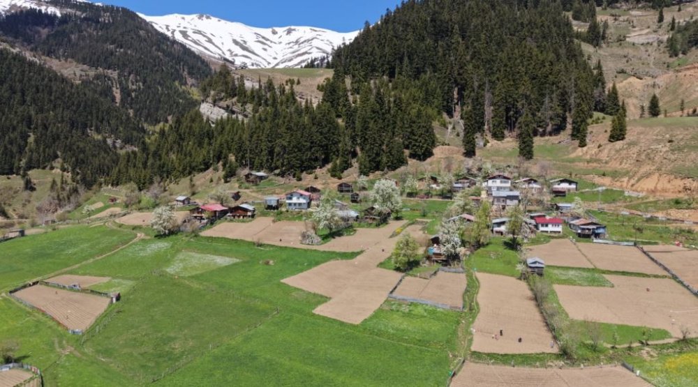 Artvin’de 1400 Rakımda Doğal Üretim.. Yardımlaşmayla Tarım Geleneği Sürüyor!
