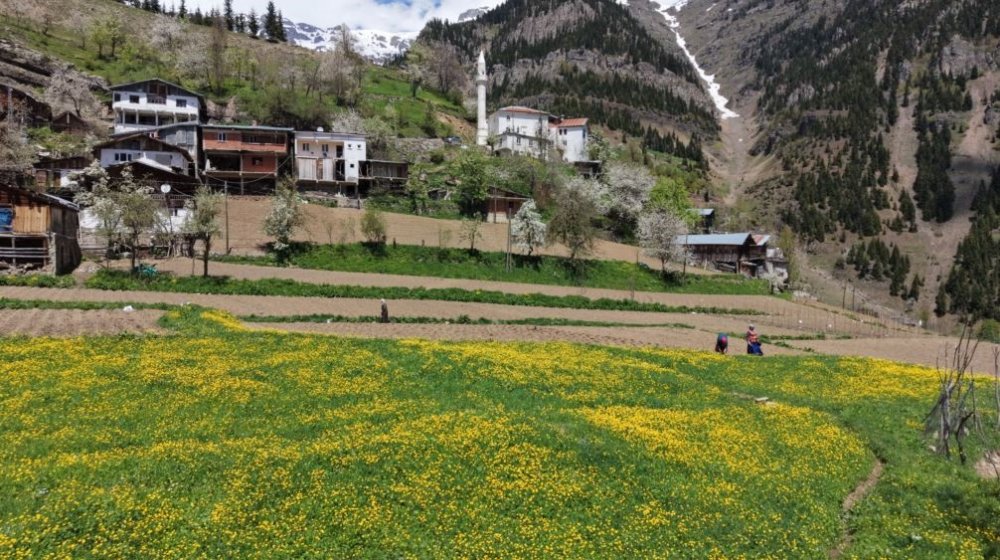 Artvin’de 1400 Rakımda Doğal Üretim.. Yardımlaşmayla Tarım Geleneği Sürüyor!