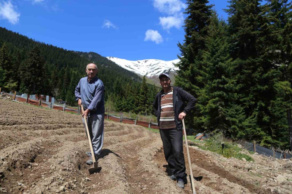 Artvin’de 1400 Rakımda Doğal Üretim.. Yardımlaşmayla Tarım Geleneği Sürüyor!