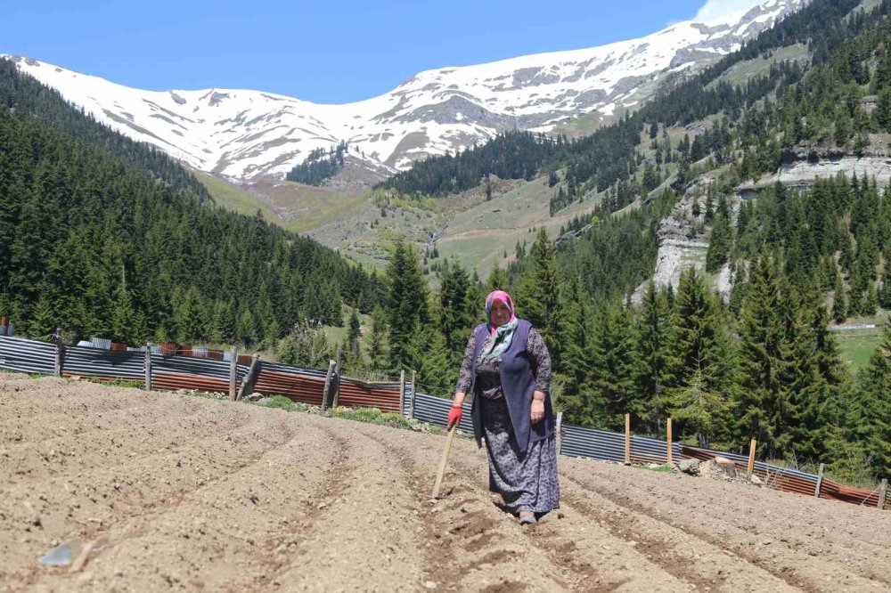 Artvin’de 1400 Rakımda Doğal Üretim.. Yardımlaşmayla Tarım Geleneği Sürüyor!