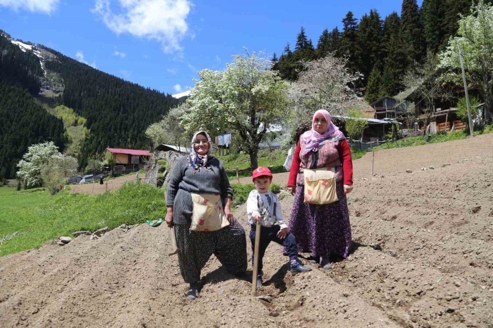 Artvin’de 1400 Rakımda Doğal Üretim.. Yardımlaşmayla Tarım Geleneği Sürüyor!
