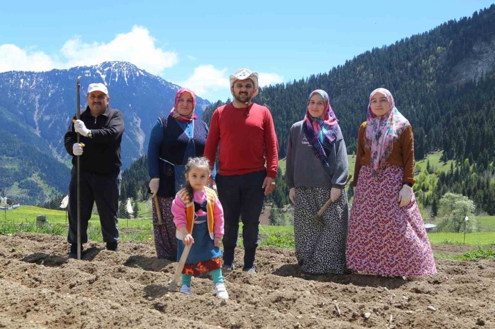 Artvin’de 1400 Rakımda Doğal Üretim.. Yardımlaşmayla Tarım Geleneği Sürüyor!