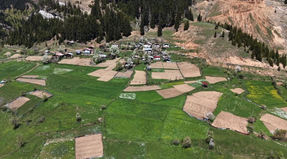 Artvin’de 1400 Rakımda Doğal Üretim.. Yardımlaşmayla Tarım Geleneği Sürüyor!