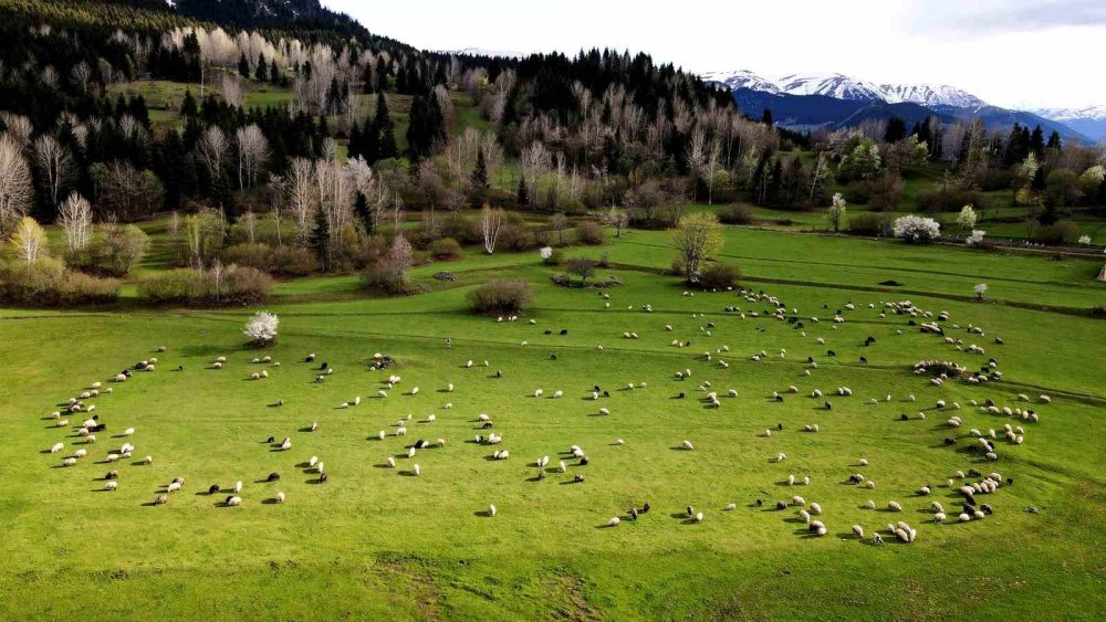 Artvin’in Saklı Cenneti Şavşat.. Balık Gölü İlkbaharla Kartpostallık Görüntülere Büründü!