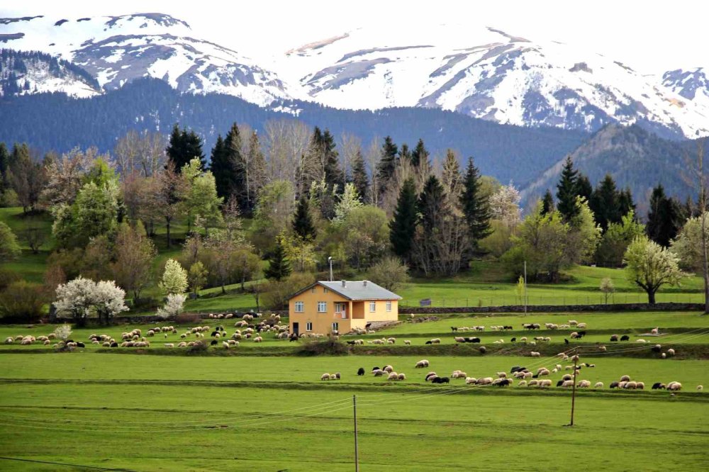 Artvin’in Saklı Cenneti Şavşat.. Balık Gölü İlkbaharla Kartpostallık Görüntülere Büründü!