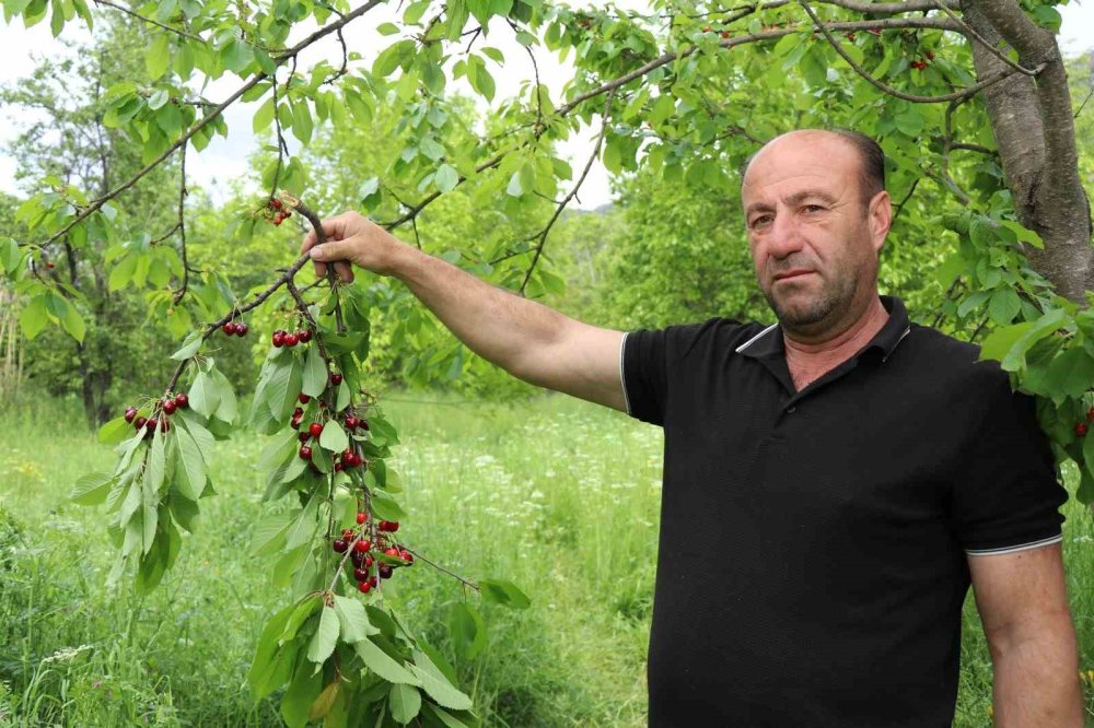 Bu Kirazların İlk Hasatı Satılmıyor, Misafirlere İkram Ediliyor