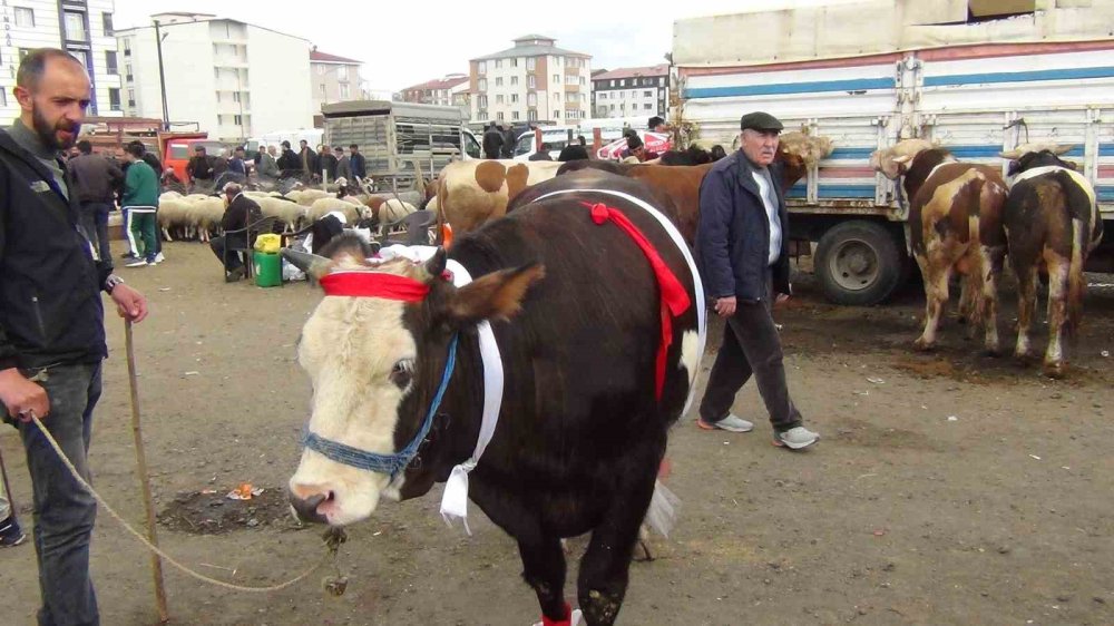 Bayram Öncesi Kars’ta Kurbanlık Mesaisi.. Besiciler Son Gün Satışına Odaklandı!