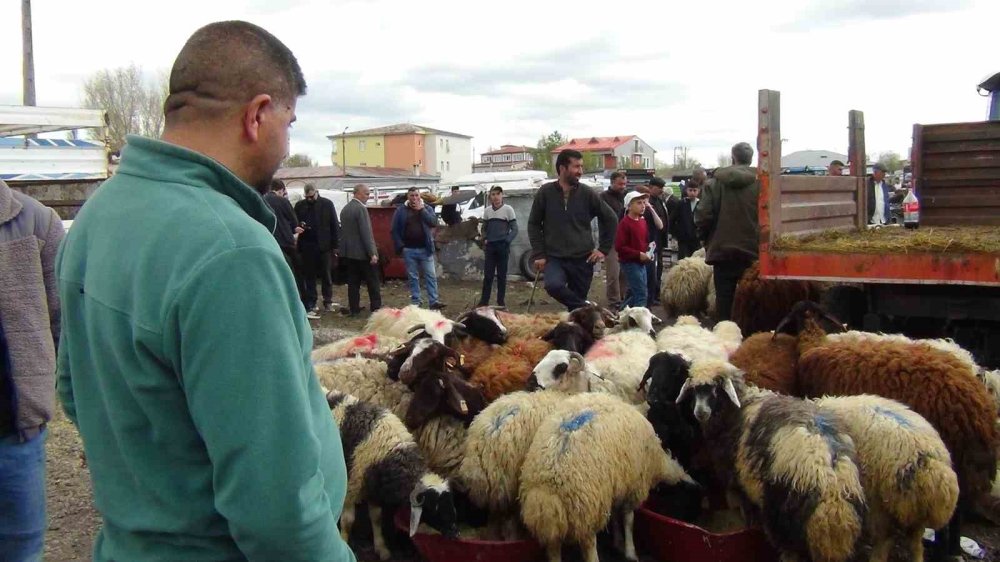 Bayram Öncesi Kars’ta Kurbanlık Mesaisi.. Besiciler Son Gün Satışına Odaklandı!