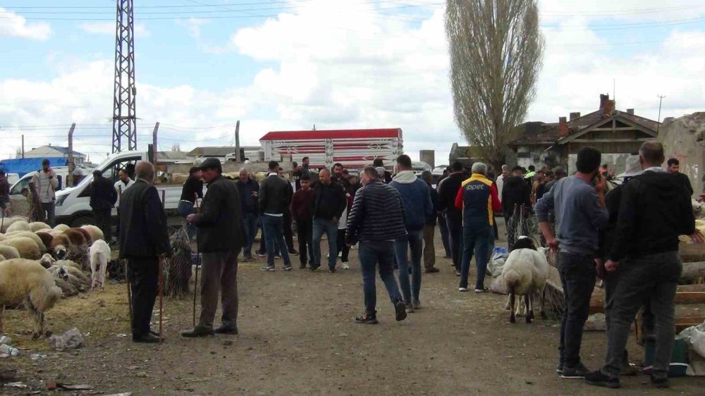 Bayram Öncesi Kars’ta Kurbanlık Mesaisi.. Besiciler Son Gün Satışına Odaklandı!