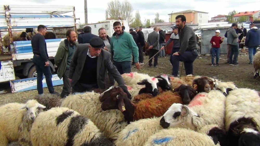 Bayram Öncesi Kars’ta Kurbanlık Mesaisi.. Besiciler Son Gün Satışına Odaklandı!