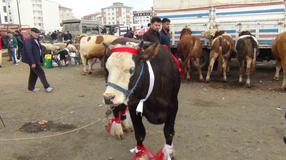 Bayram Öncesi Kars’ta Kurbanlık Mesaisi.. Besiciler Son Gün Satışına Odaklandı!