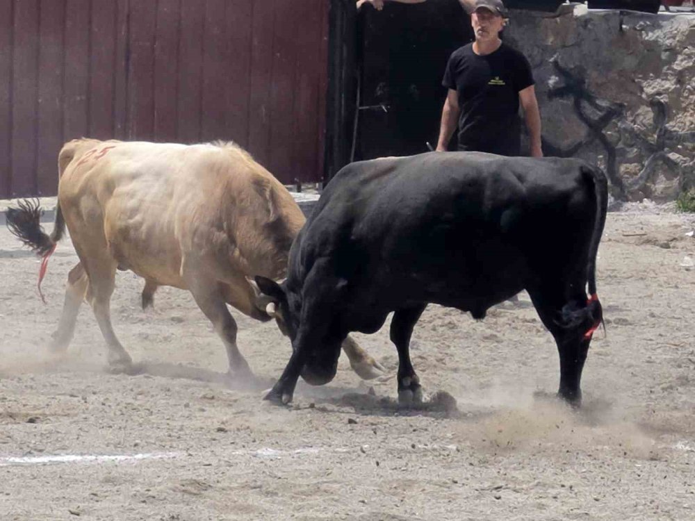 Çoruh’tan Kaçkarlar’a Festival Heyecanı.. İspir’de Arenaya Çıkan Tosunlar İlgi Odağı Oldu!