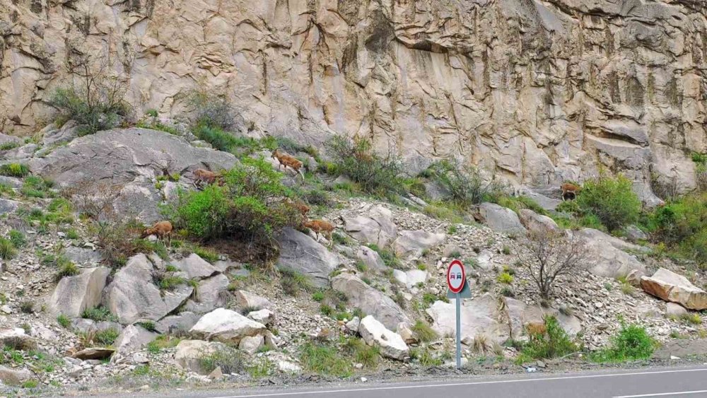 Erzurum’da İlginç Manzara.. Dağ Keçileri Trafiğin Ortasında Ortaya Çıktı!