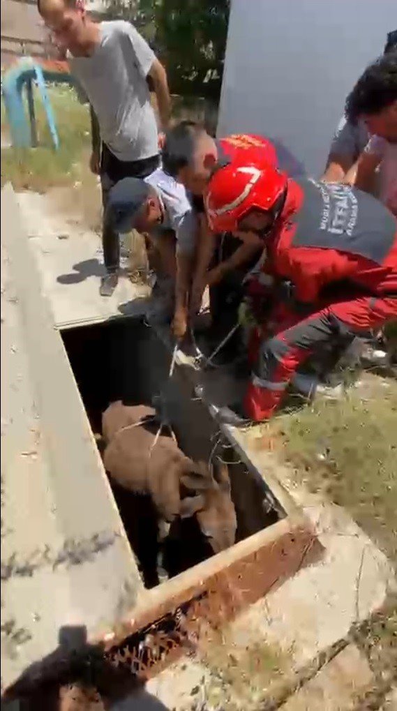 Havalandırma Boşluğuna Düşen Eşek Kurtarıldı