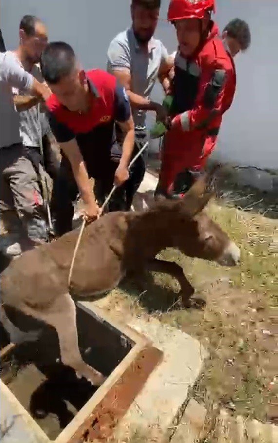 Havalandırma Boşluğuna Düşen Eşek Kurtarıldı