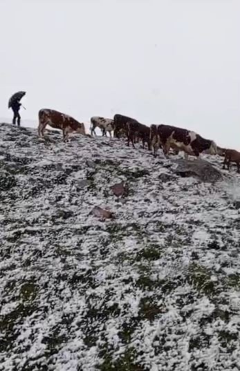 Yaylada Aniden Bastıran Kar, Çobanlara Zor Anlar Yaşattı