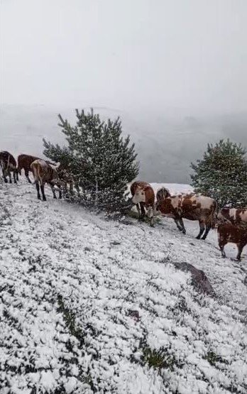 Yaylada Aniden Bastıran Kar, Çobanlara Zor Anlar Yaşattı