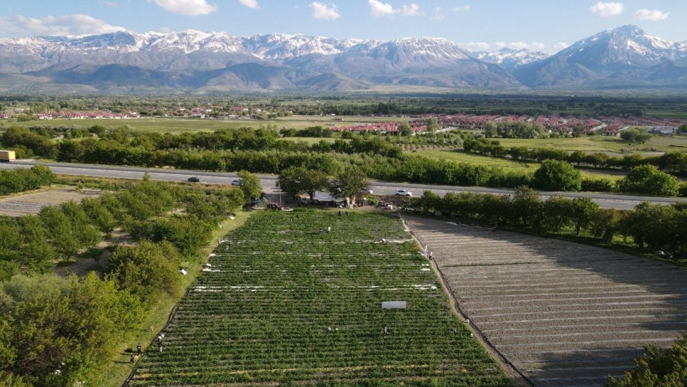 Çilek Tarlasında Yeni Konsept: Ye Doyana Kadar, Topladığını Öde
