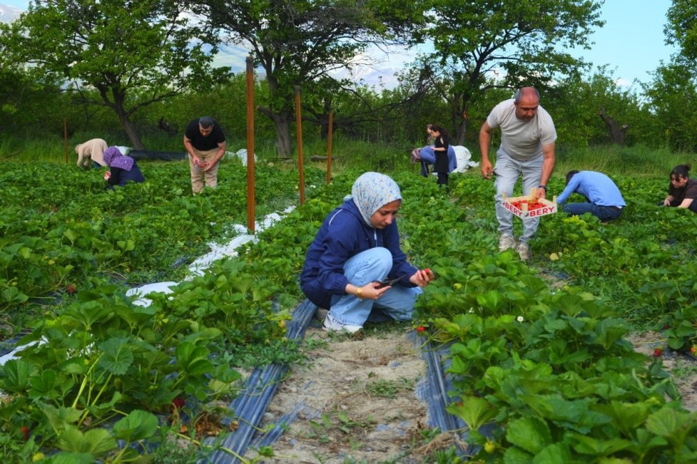 Çilek Tarlasında Yeni Konsept: Ye Doyana Kadar, Topladığını Öde
