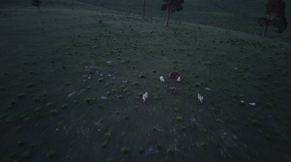 Kars’ta Nefes Kesen Anlar.. Boz Ayının Köpeklerle Mücadelesi Dronla Görüntülendi!