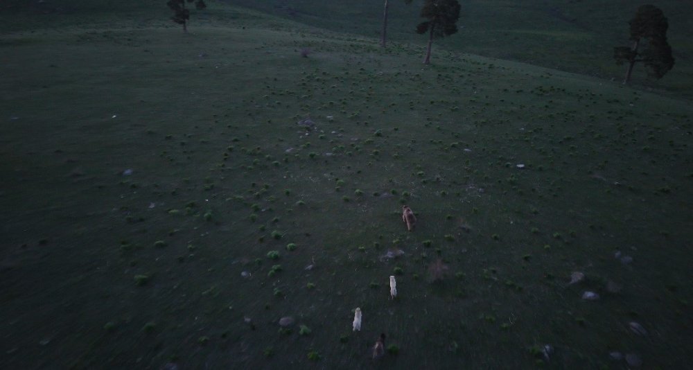 Kars’ta Nefes Kesen Anlar.. Boz Ayının Köpeklerle Mücadelesi Dronla Görüntülendi!