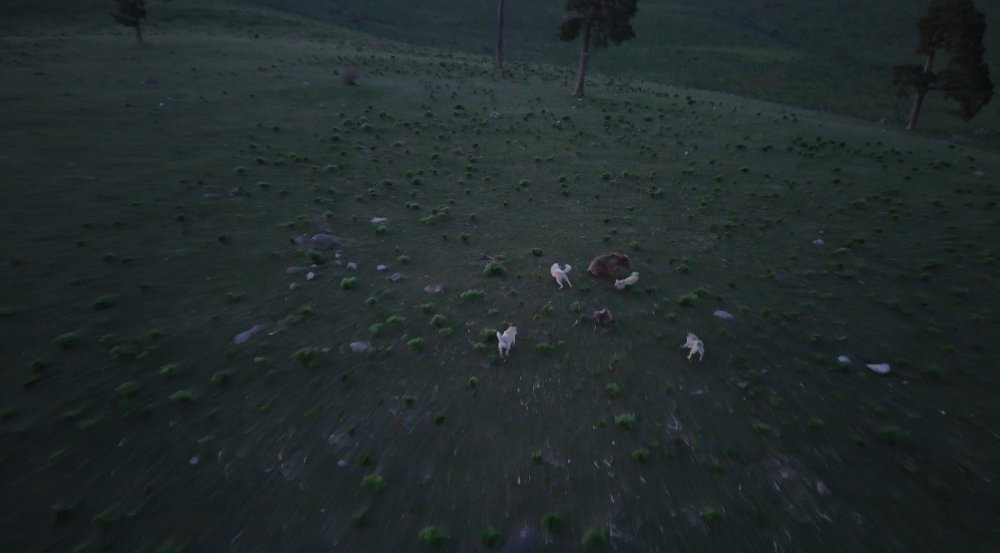 Kars’ta Nefes Kesen Anlar.. Boz Ayının Köpeklerle Mücadelesi Dronla Görüntülendi!