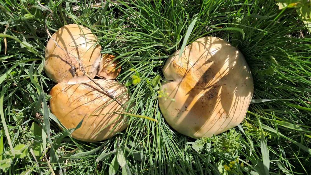 Yağışların Ardından Erzurum Dağlarında Mantar Bereketi