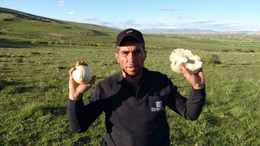 Yağışların Ardından Erzurum Dağlarında Mantar Bereketi