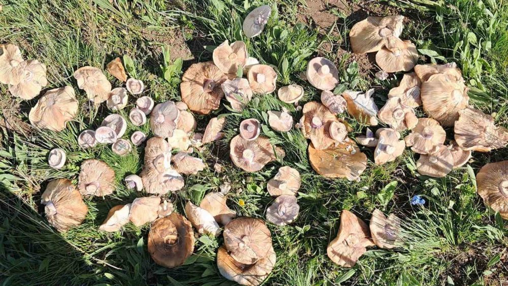 Yağışların Ardından Erzurum Dağlarında Mantar Bereketi
