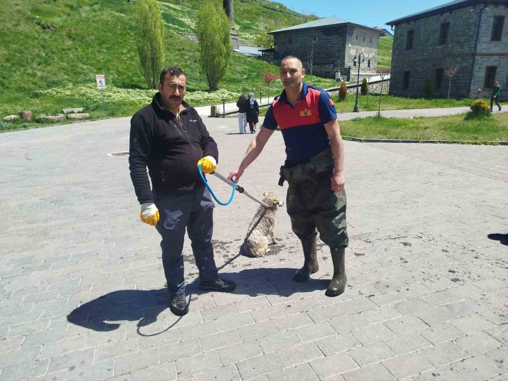 Kars Çayı'nda Mahsur Kalan Köpek.. 30 Dakikalık Operasyonla Kurtarıldı!