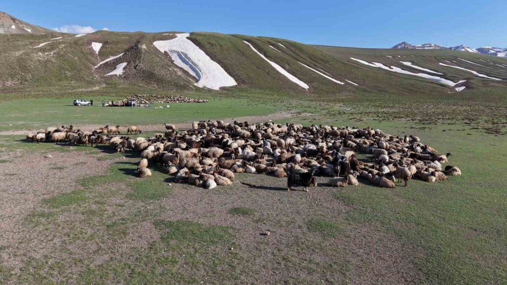 Göçerler 5 Aylık Yayla Sezonunu Bitlis’te Açtı