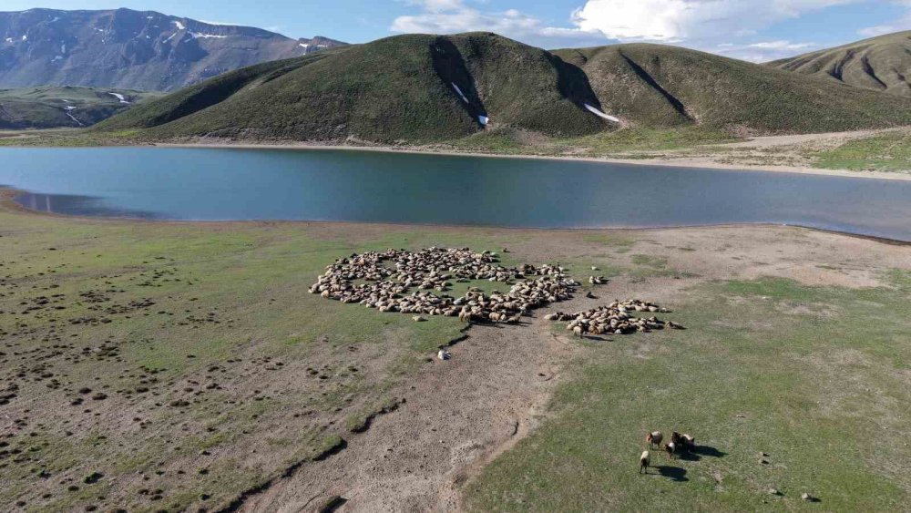 Göçerler 5 Aylık Yayla Sezonunu Bitlis’te Açtı