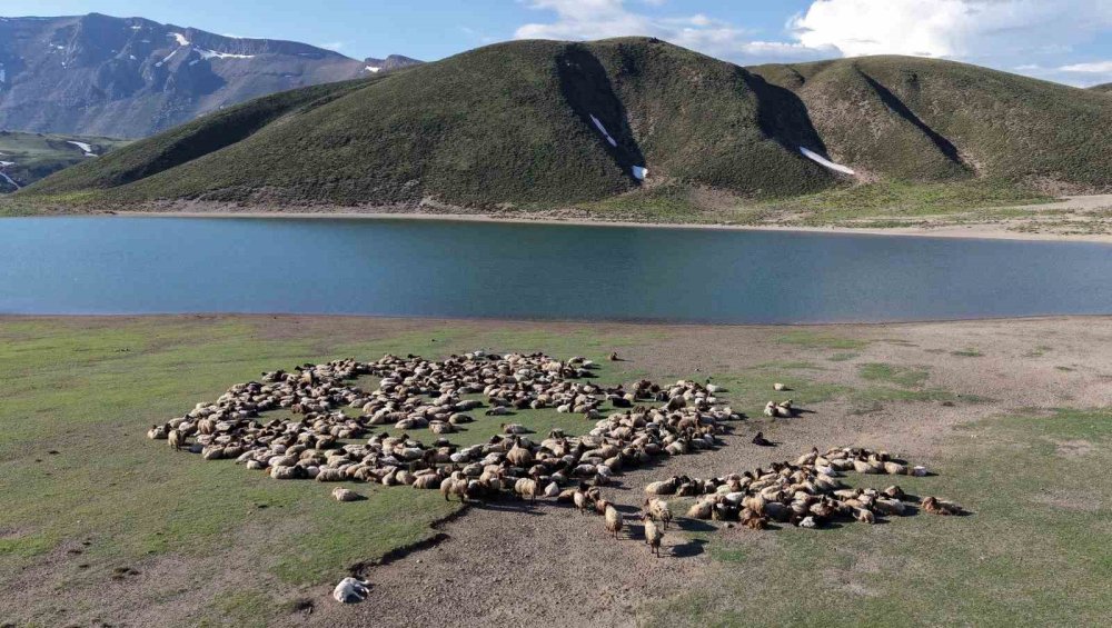 Göçerler 5 Aylık Yayla Sezonunu Bitlis’te Açtı