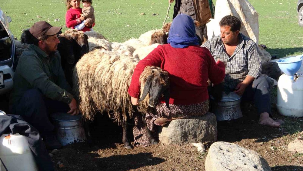 Göçerler 5 Aylık Yayla Sezonunu Bitlis’te Açtı