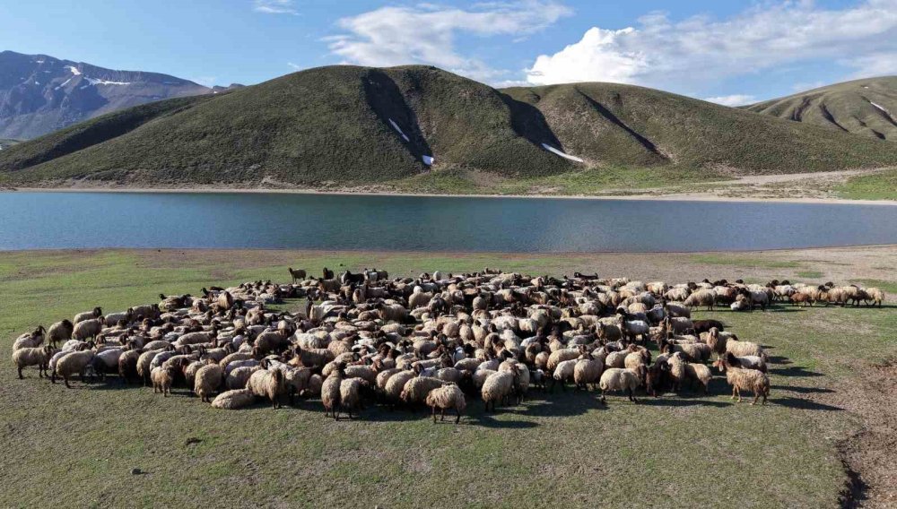 Göçerler 5 Aylık Yayla Sezonunu Bitlis’te Açtı