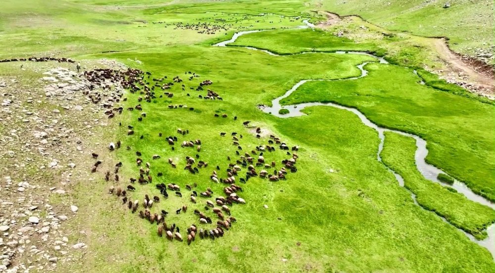 Ağrı'da Yayla Manzaraları Dikkat Çekiyor.. Sinek Yaylası Yazla Birlikte Renklendi!