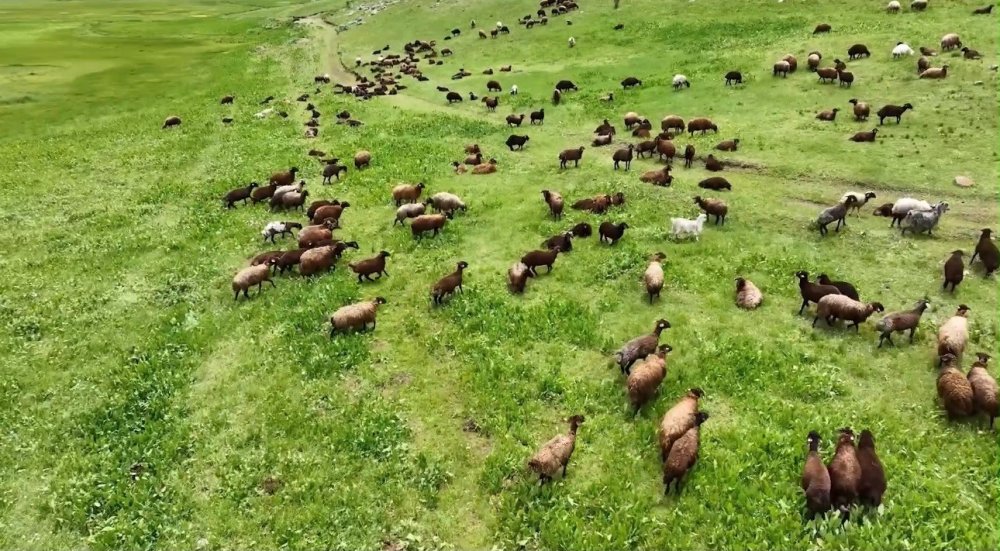 Ağrı'da Yayla Manzaraları Dikkat Çekiyor.. Sinek Yaylası Yazla Birlikte Renklendi!