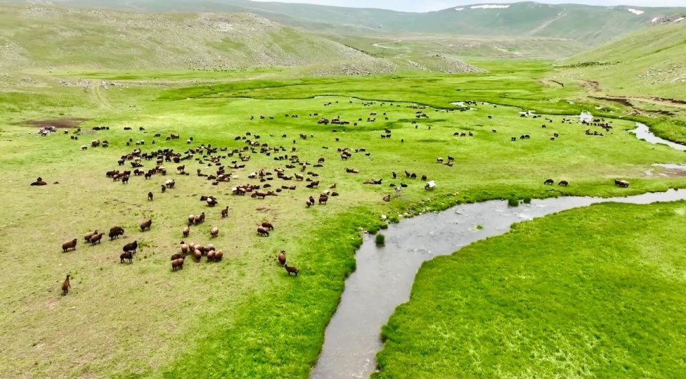 Ağrı'da Yayla Manzaraları Dikkat Çekiyor.. Sinek Yaylası Yazla Birlikte Renklendi!