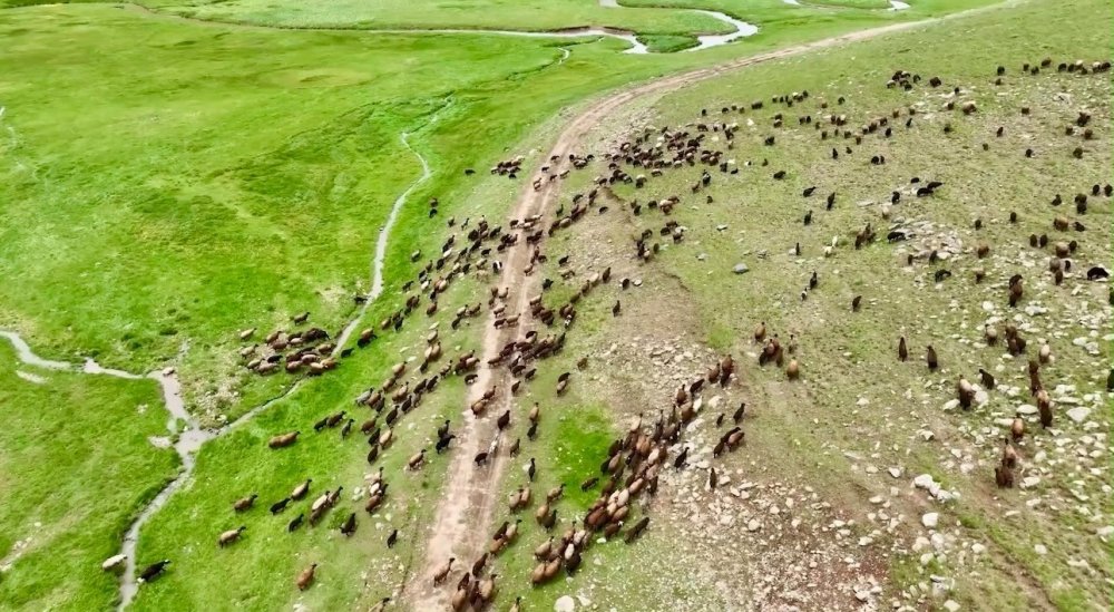 Ağrı'da Yayla Manzaraları Dikkat Çekiyor.. Sinek Yaylası Yazla Birlikte Renklendi!
