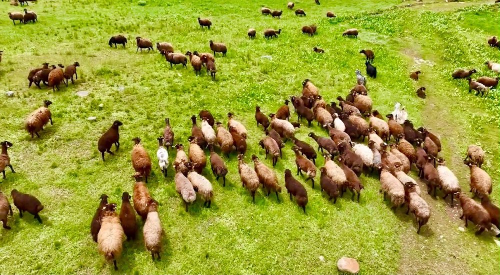 Ağrı'da Yayla Manzaraları Dikkat Çekiyor.. Sinek Yaylası Yazla Birlikte Renklendi!
