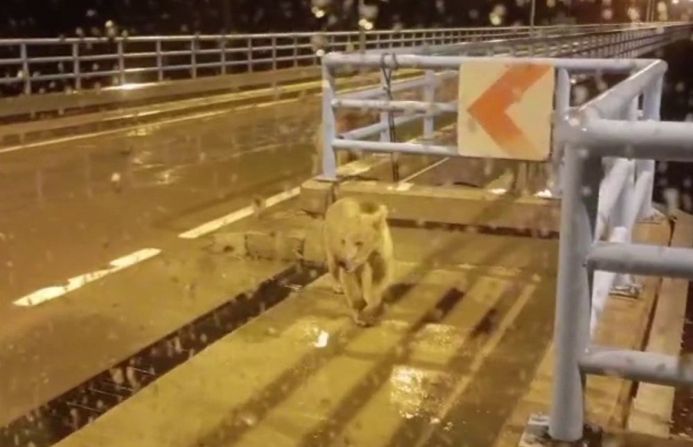 Barajda Gece Nöbeti Tutan Güvenlikçiye İki Ayı Yavrusu Sürprizi