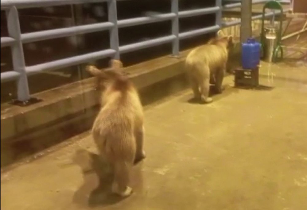 Barajda Gece Nöbeti Tutan Güvenlikçiye İki Ayı Yavrusu Sürprizi