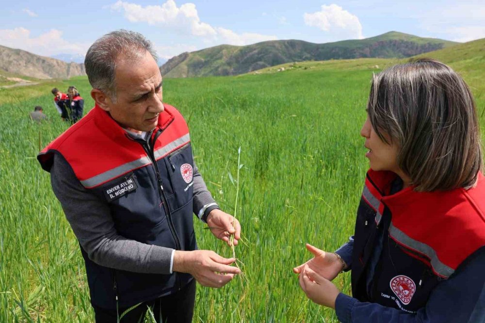 Kars'ta Fenolojik Gözlem Çalışmaları Sürüyor.. Tarımsal Üretim Sahada Takip Ediliyor!