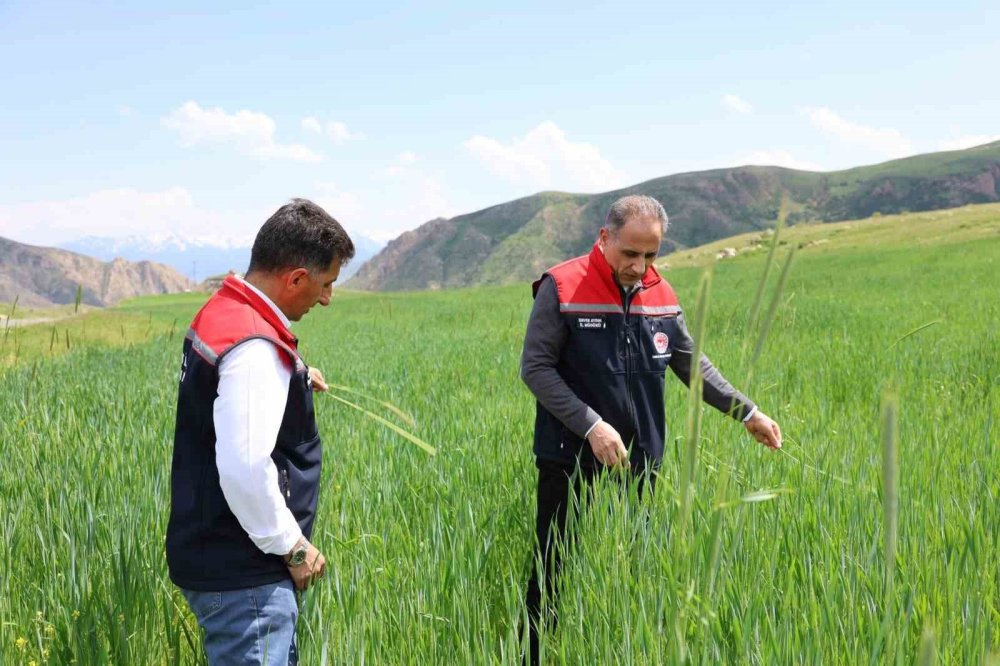 Kars'ta Fenolojik Gözlem Çalışmaları Sürüyor.. Tarımsal Üretim Sahada Takip Ediliyor!