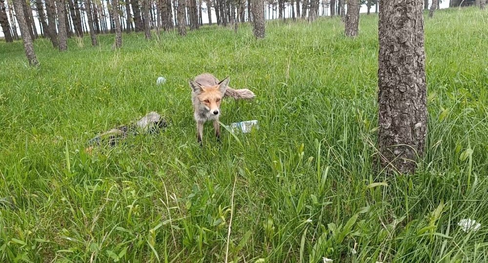 Kars’ın Sevimli Misafiri Yine Ortaya Çıktı.. Tilki Dalton Piknikçilerle Buluştu!