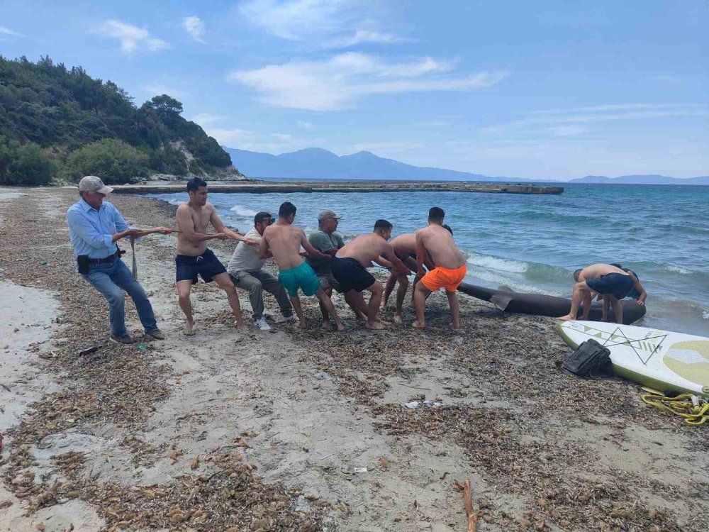 Kuşadası Kıyısında Dev Köpekbalığı.. 3,85 Metrelik Boz Camgöz İncelemeye Alındı!