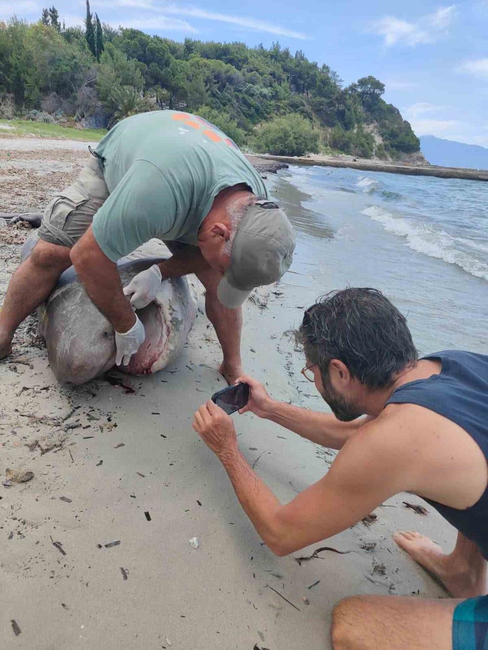 Kuşadası Kıyısında Dev Köpekbalığı.. 3,85 Metrelik Boz Camgöz İncelemeye Alındı!