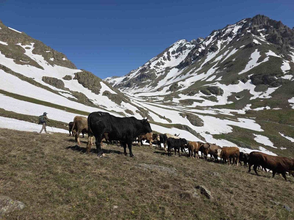 Kaçkarlar’da Geleneksel Öküz Göçü Başladı.. Karlı Zirvelerde Zorlu Yayla Yolculuğu!
