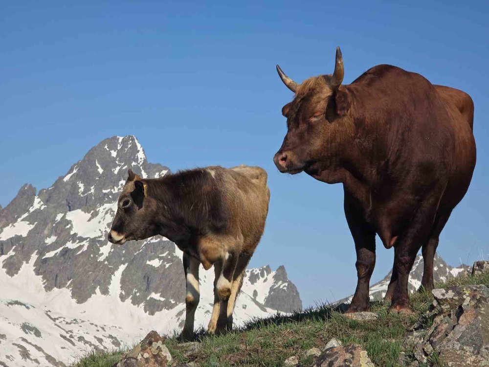 Kaçkarlar’da Geleneksel Öküz Göçü Başladı.. Karlı Zirvelerde Zorlu Yayla Yolculuğu!